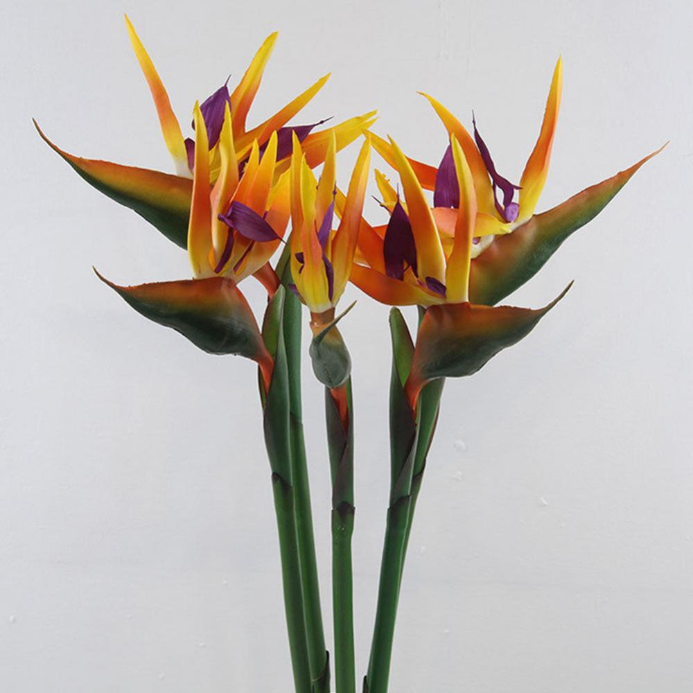 Bird Paradise Strelitzia - 1 pz 80 cm Fiore Uccello