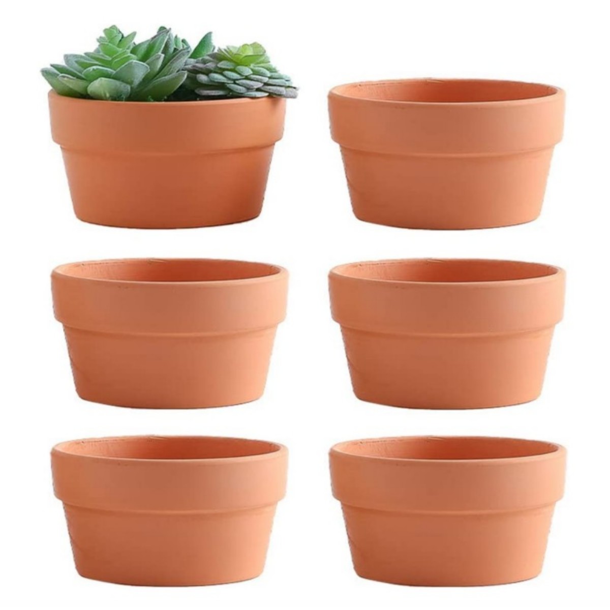 6 pezzi vasi in terracotta da  - Echeveria Succulent recensione e prezzo