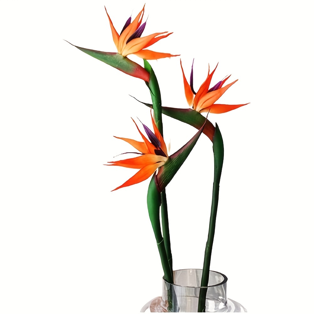 3 pezzi di fiori di uccelli ce - Bird Paradise Strelitzia recensione e prezzo
