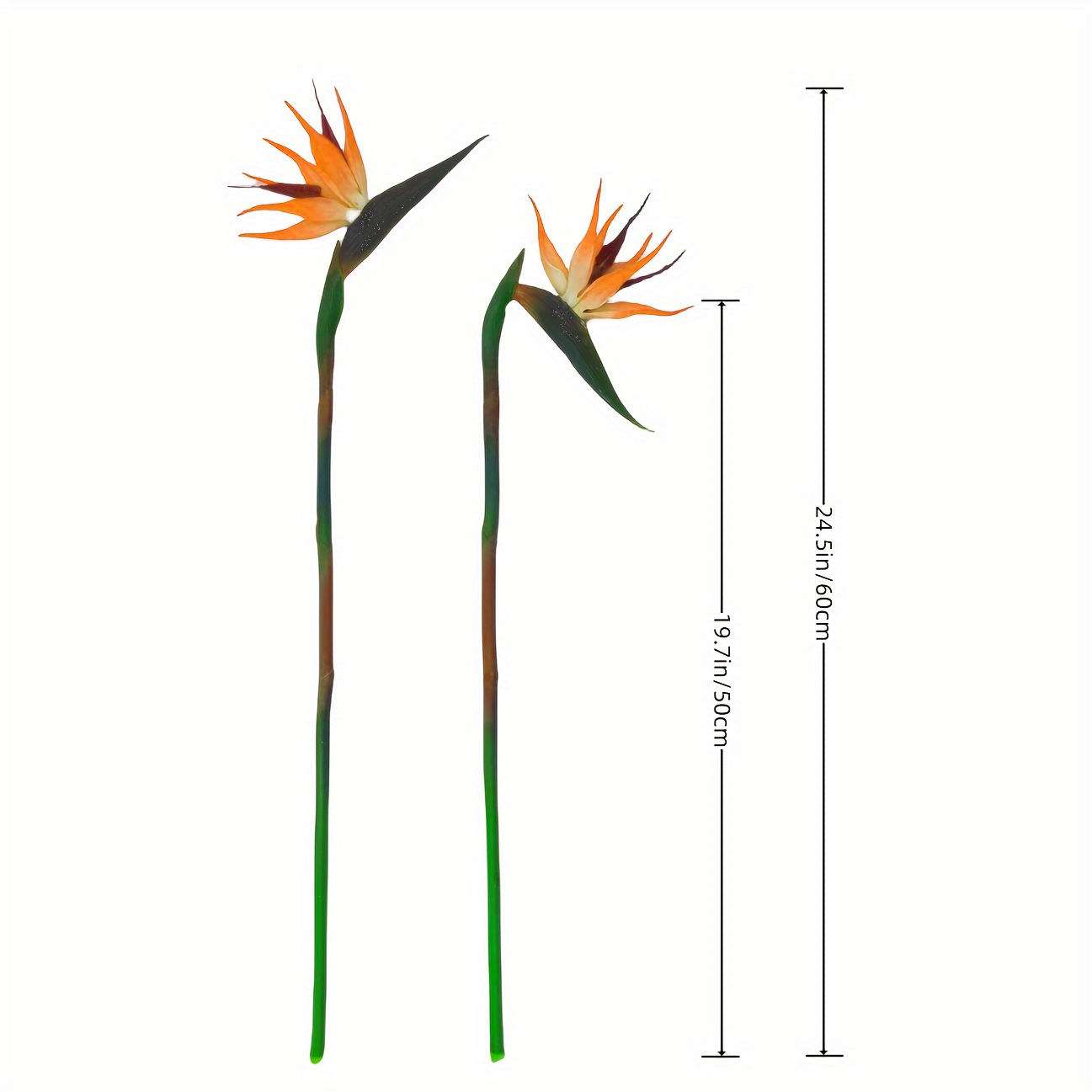 3 pezzi di fiori di uccelli ce - Bird Paradise Strelitzia recensione e prezzo