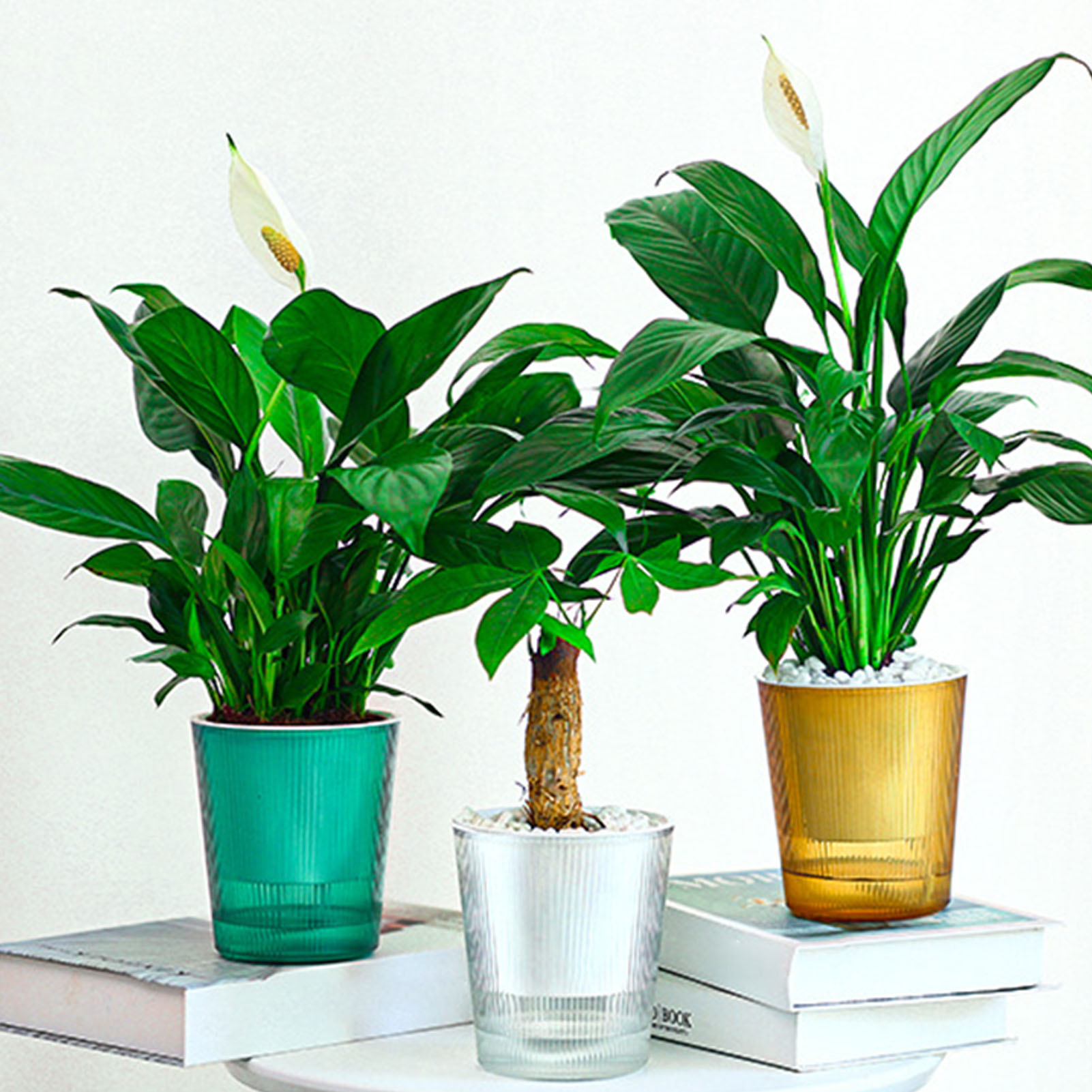 Vaso per Piante con Sistema di - Aloe Vera Pot recensione e prezzo