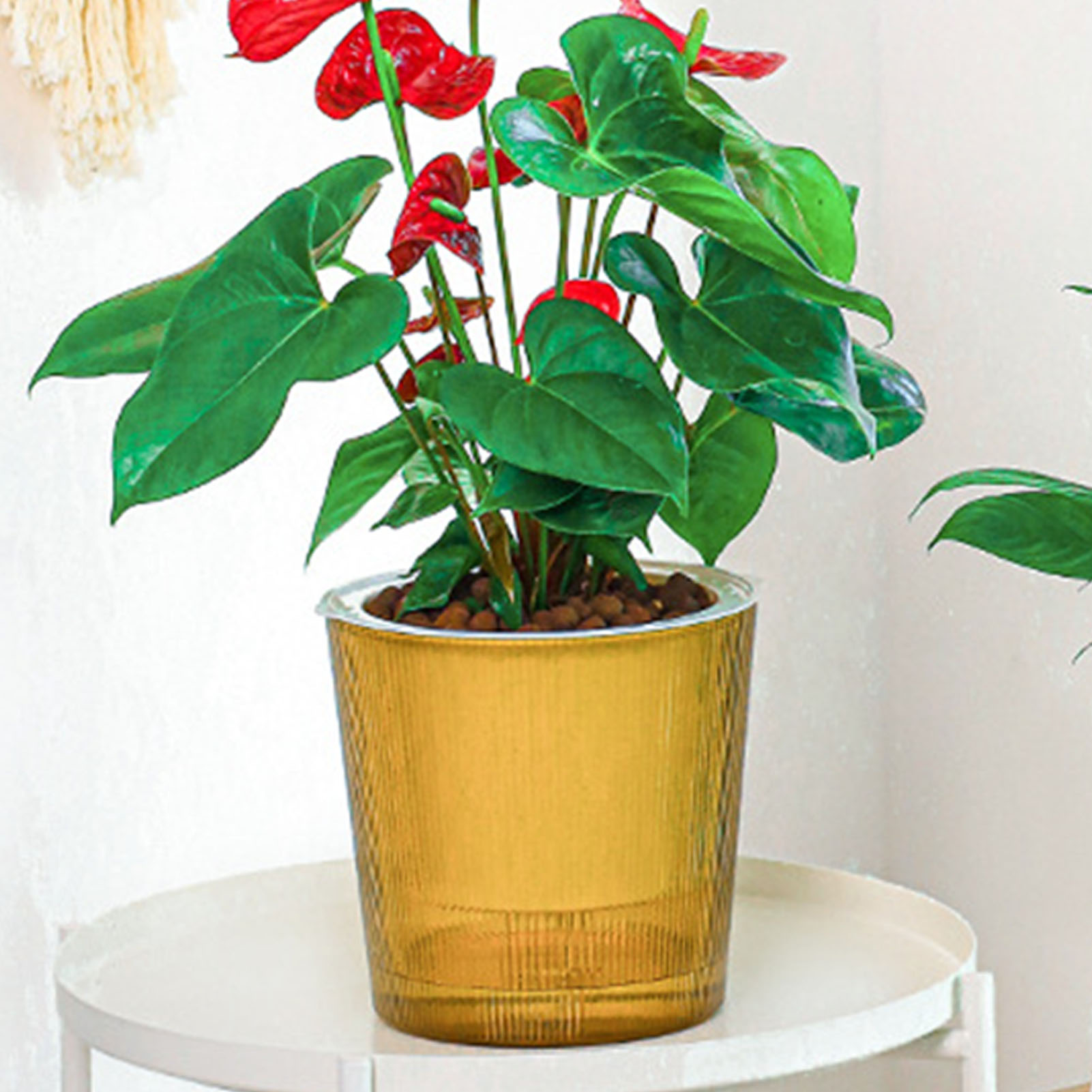 Vaso per Piante con Sistema di - Aloe Vera Pot recensione e prezzo