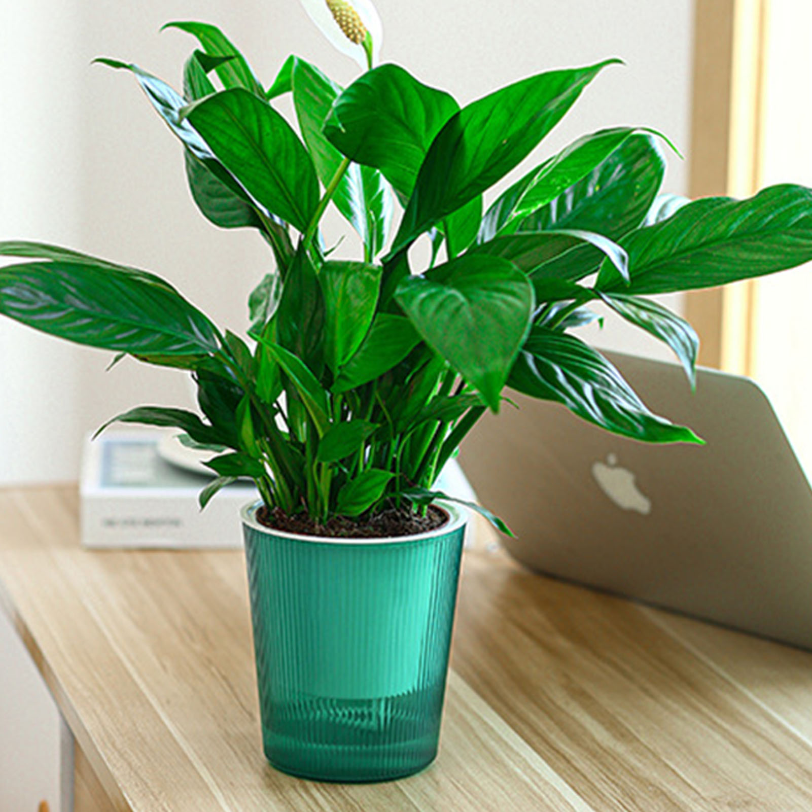 Vaso per Piante con Sistema di - Aloe Vera Pot recensione e prezzo