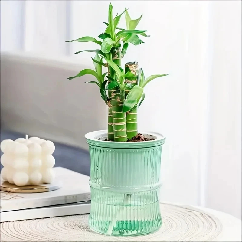Vaso per Piante Trasparente a  - Aloe Vera Pot recensione e prezzo