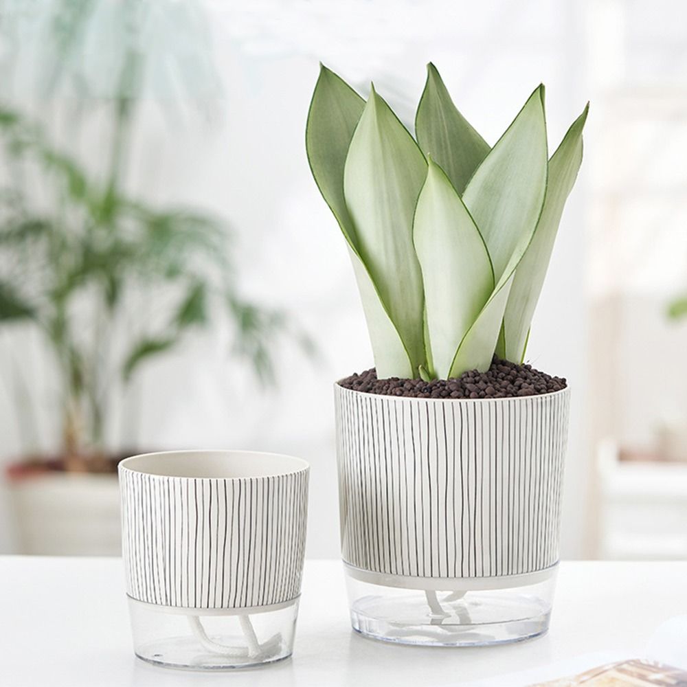 Vaso Trasparente Autoirrigante - Aloe Vera Pot recensione e prezzo